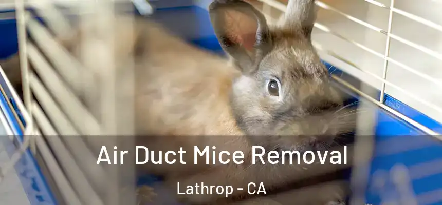  Air Duct Mice Removal Lathrop - CA